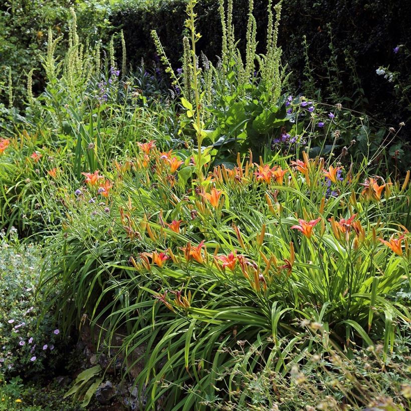 Rusopäivänlilja - Hemerocallis fulva (Kasvutapa)