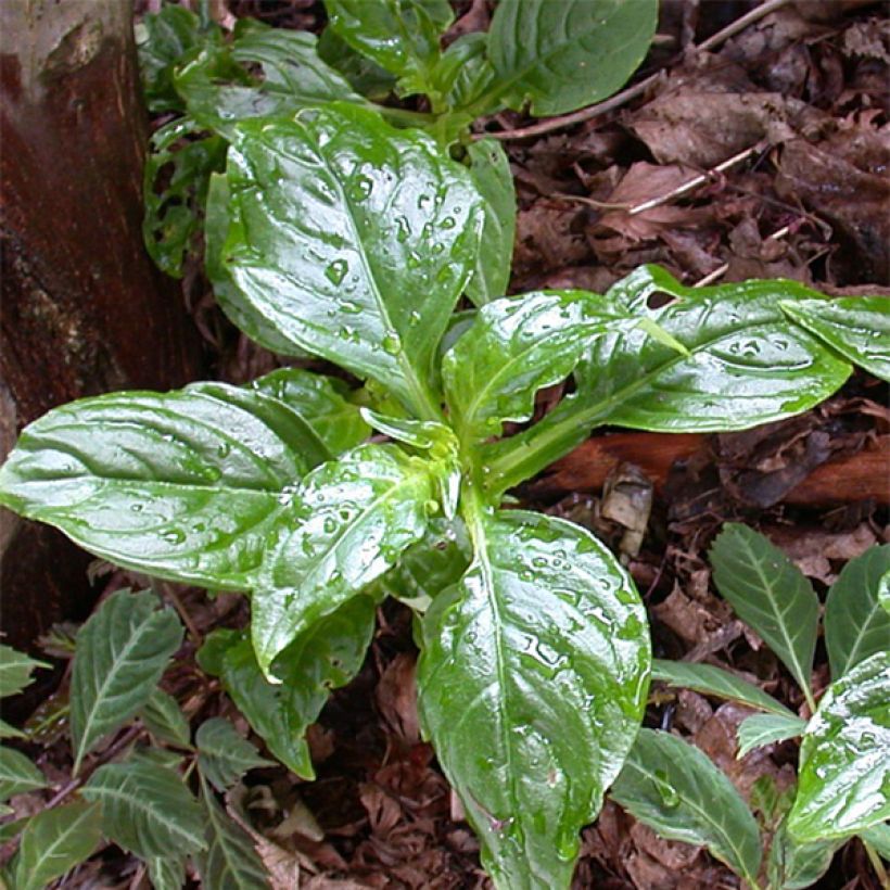Hemiboea subcapitata (Lehvistö)