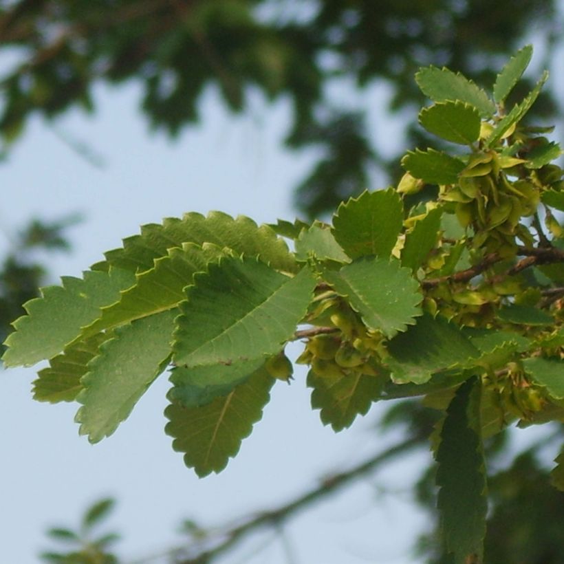Hemiptelea davidii (Lehvistö)