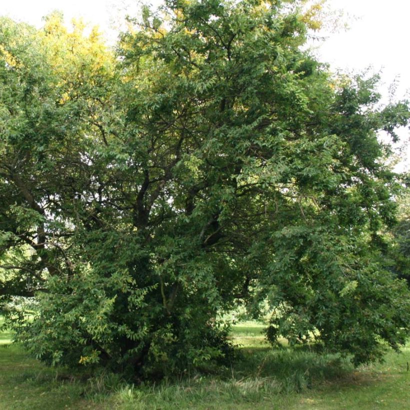 Hemiptelea davidii (Kasvutapa)