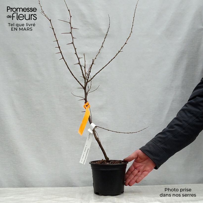 Esimerkki keväällä toimitetusta Hemiptelea davidii Pot de 2L/3L-taimesta