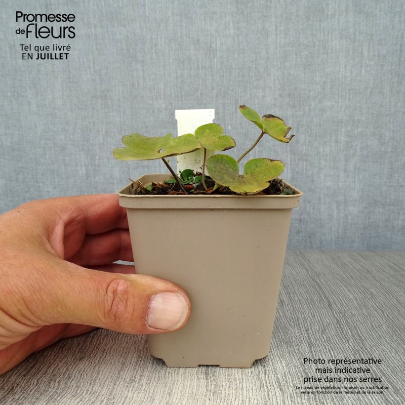 Esimerkki kesällä toimitetusta Sinivuokko - Hepatica nobilis Godet de 8/9 cm-taimesta