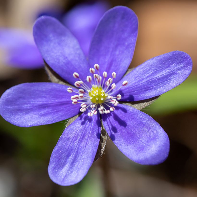 Sinivuokko - Hepatica nobilis (Kukinta)