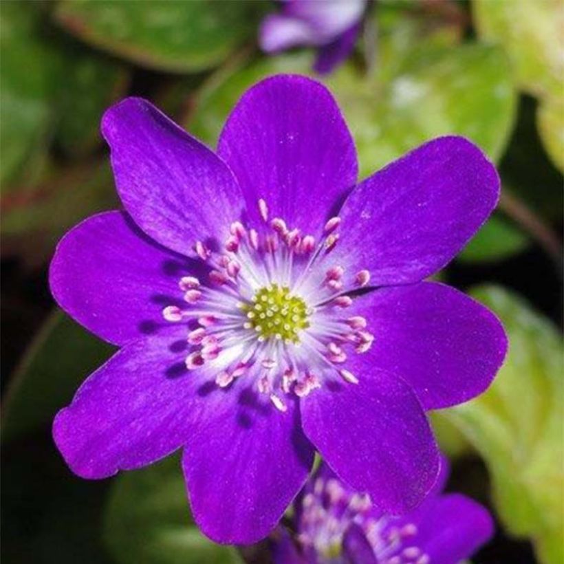 Sinivuokko Purple Forest (Kukinta)