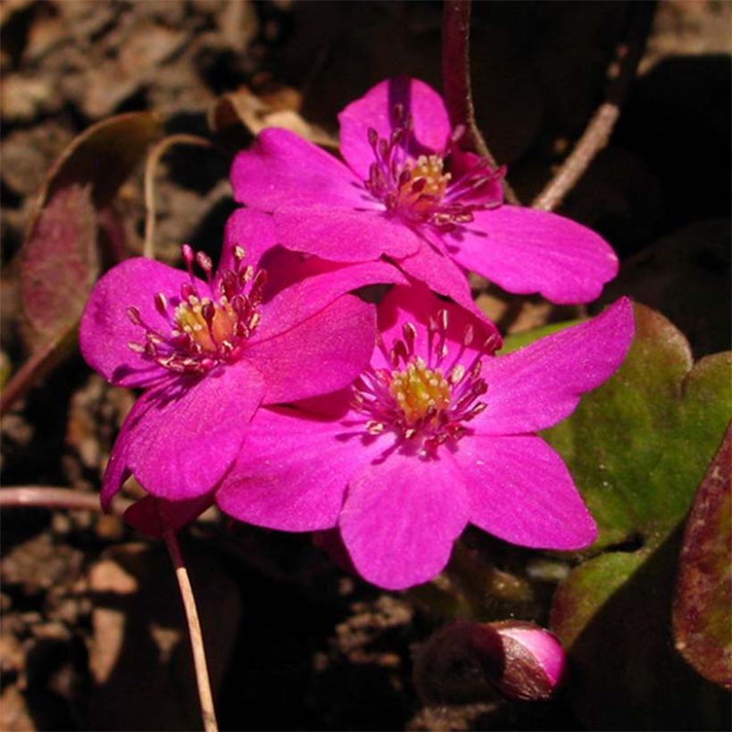Sinivuokko Red Forest (Kukinta)