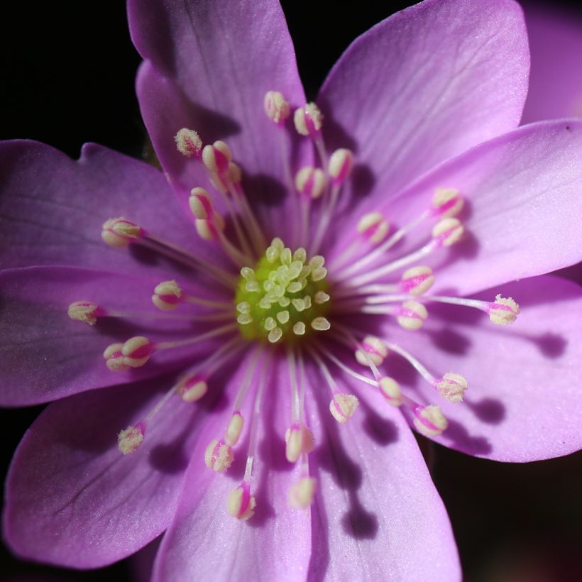 Sinivuokko Rosea (Kukinta)