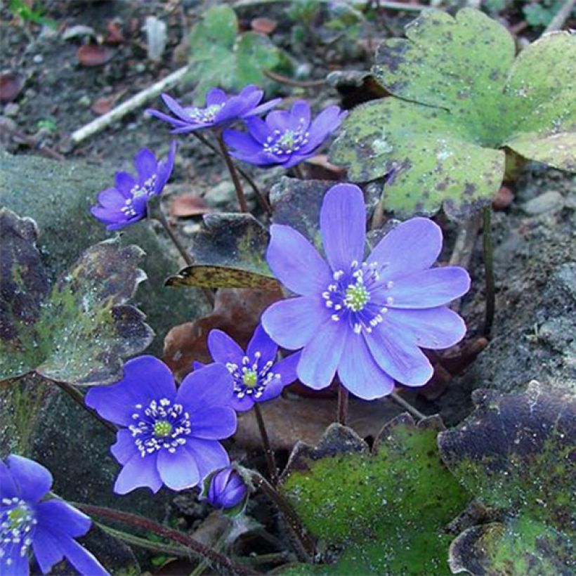 Transilvaniansinivuokko Blue Jewel (Kukinta)
