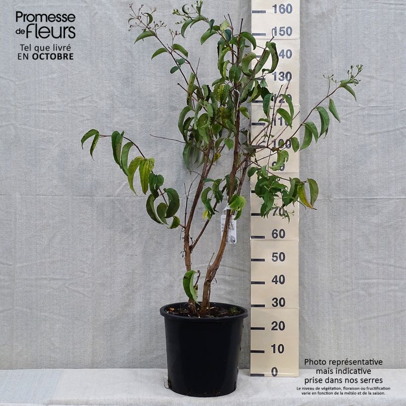 Esimerkki syksyllä toimitetusta Seitsama - Heptacodium miconioides 20 litran/25 litran ruukku-taimesta