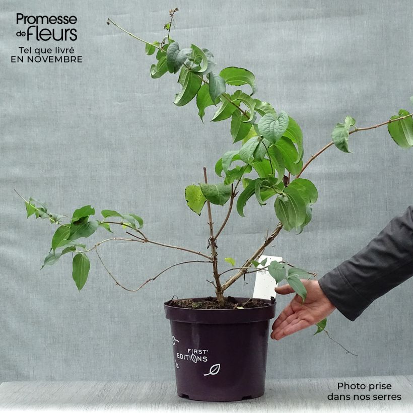 Esimerkki syksyllä toimitetusta Seitsama - Heptacodium miconioides 3 litran/4 litran ruukku-taimesta