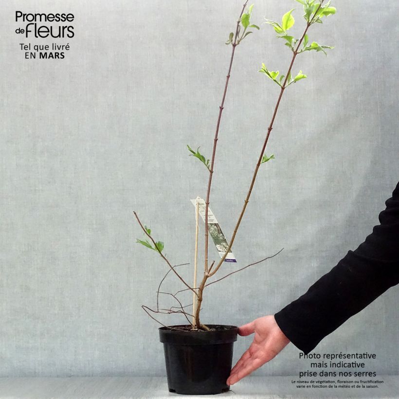 Esimerkki keväällä toimitetusta Seitsama - Heptacodium miconioides Pot de 3L/4L-taimesta