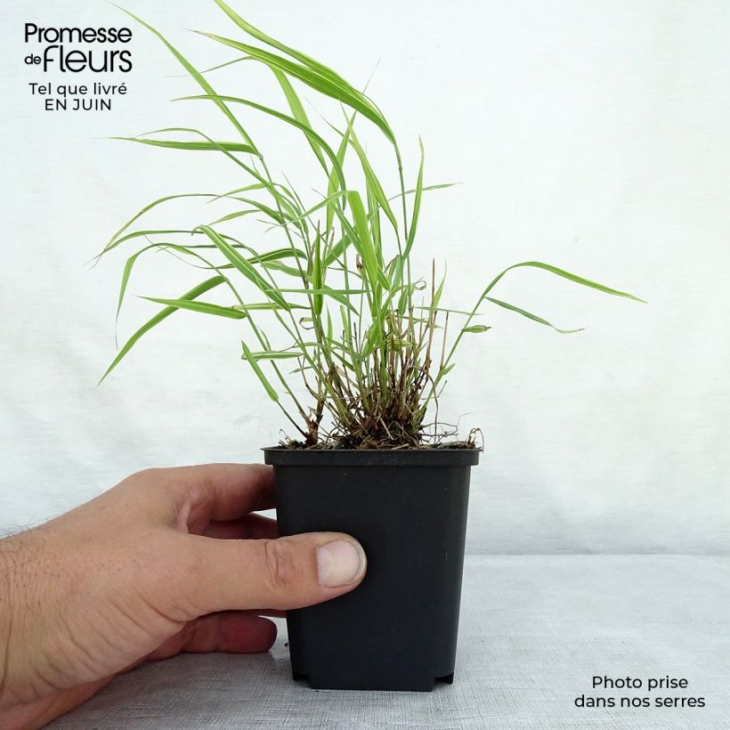 Esimerkki kesällä toimitetusta Hakoneheinä Albostriata Taimiruukku 8/9 cm-taimesta