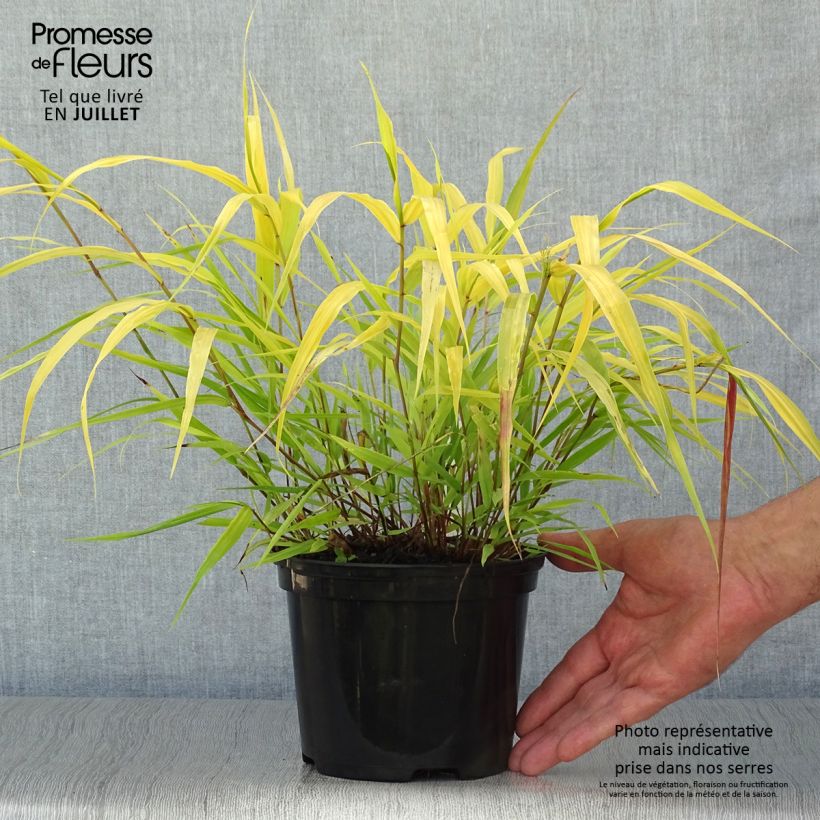 Esimerkki kesällä toimitetusta Hakoneheinä All Gold Pot de 2L/3L-taimesta