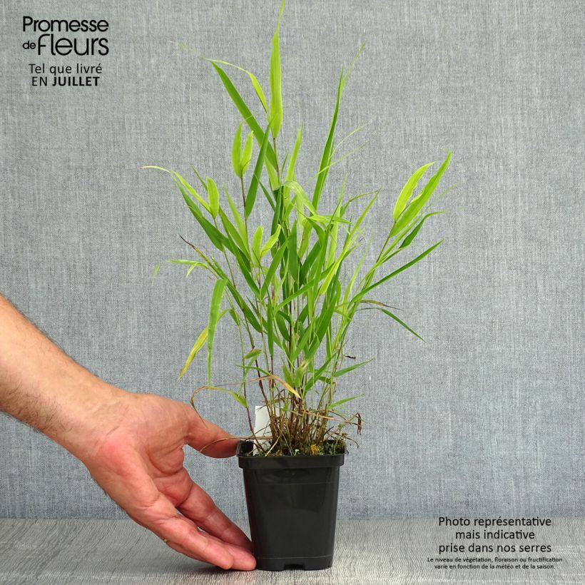 Esimerkki kesällä toimitetusta Hakoneheinä - Hakonechloa macra Godet de 8/9 cm-taimesta