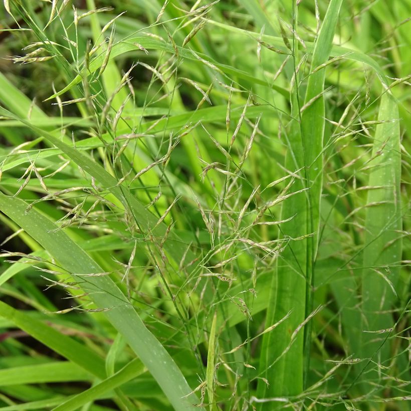 Hakoneheinä - Hakonechloa macra (Kukinta)