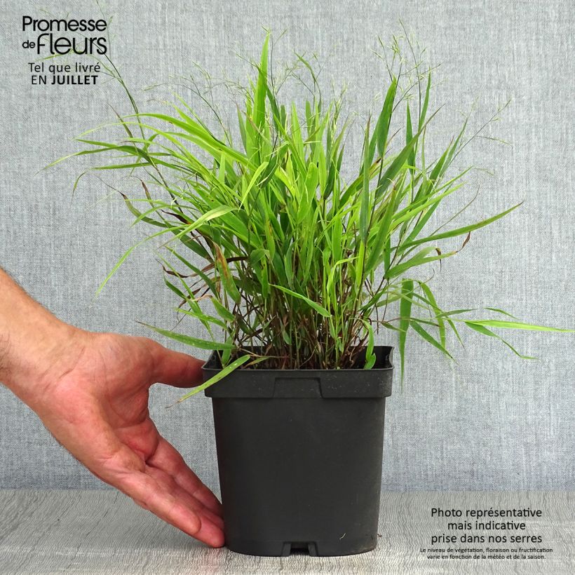 Esimerkki kesällä toimitetusta Hakoneheinä - Hakonechloa macra Pot de 2L/3L-taimesta