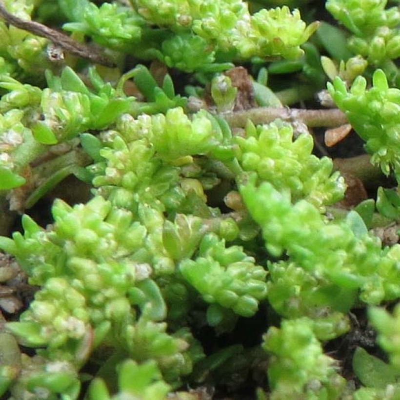 Tyräruoho - Herniaria glabra (Lehvistö)