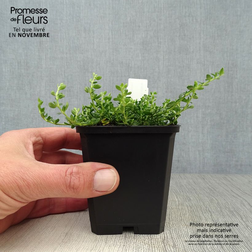Esimerkki syksyllä toimitetusta Tyräruoho - Herniaria glabra 8/9 cm taimiruukku-taimesta
