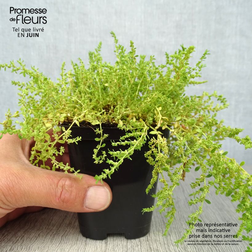 Esimerkki kesällä toimitetusta Tyräruoho - Herniaria glabra Taimiruukku 8/9 cm-taimesta