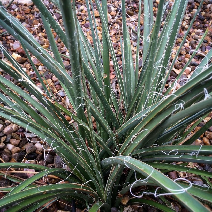 Hesperaloe parviflora (Lehvistö)