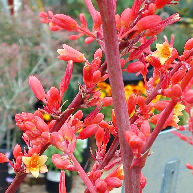 Hesperaloe parviflora (Kukinta)