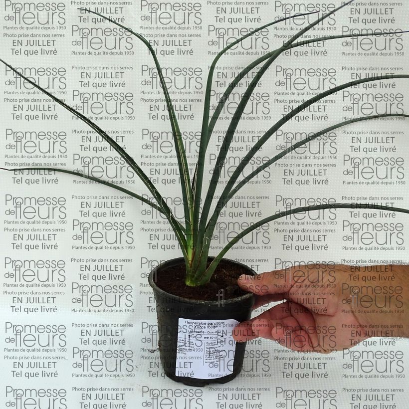 Esimerkki kesällä toimitetusta Hesperaloe parviflora Pot de 7,5L/10L-taimesta