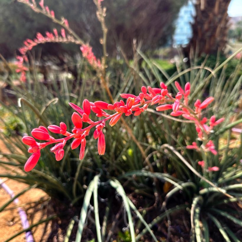 Hesperaloe parviflora Arizona Sunrise (Kukinta)