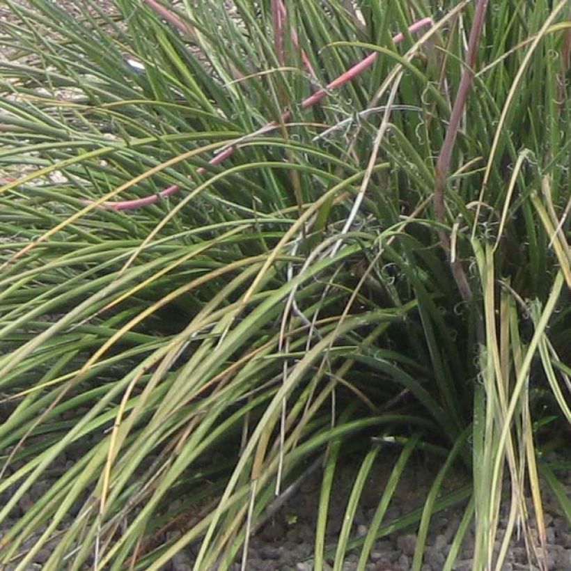 Hesperaloe parviflora Rubra (Lehvistö)