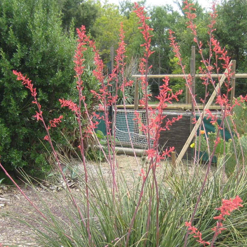 Hesperaloe parviflora Rubra (Kukinta)