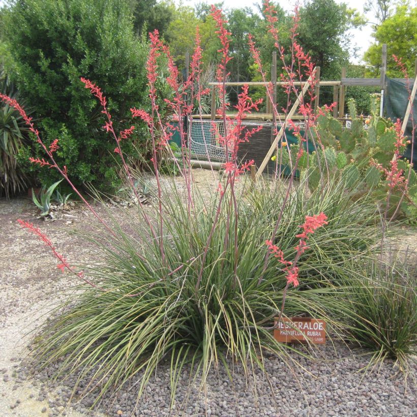 Hesperaloe parviflora Rubra (Kasvutapa)