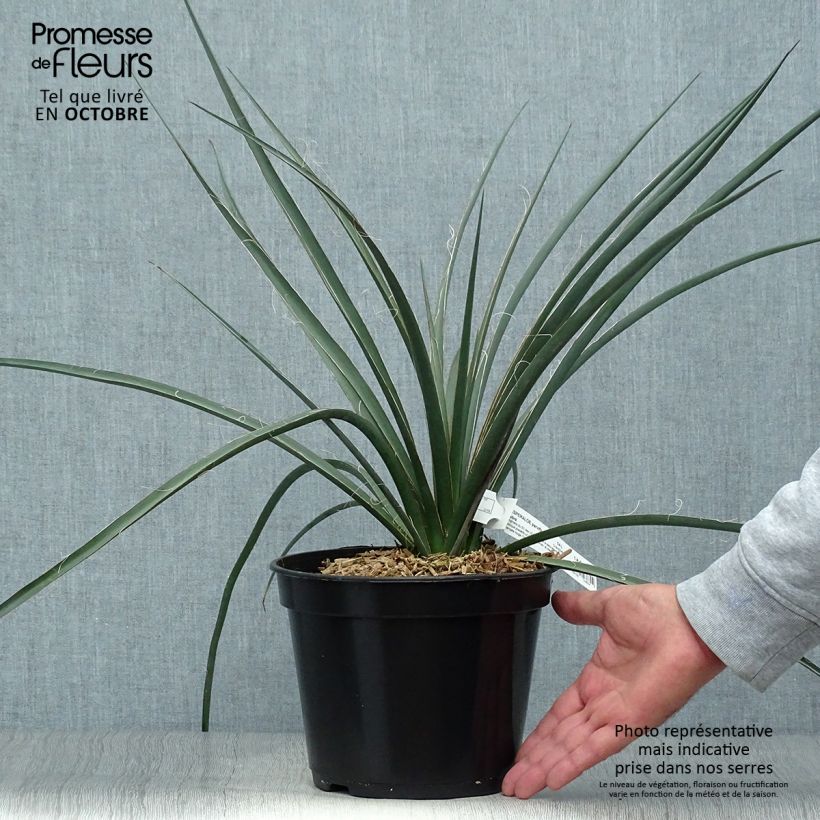 Esimerkki syksyllä toimitetusta Hesperaloe parviflora Rubra 2 litran/3 litran ruukku-taimesta