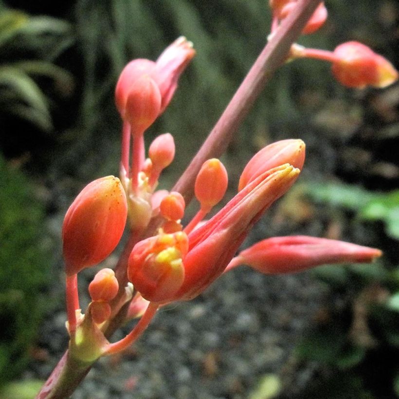 Hesperaloe parviflora Rose des Sables (Kukinta)