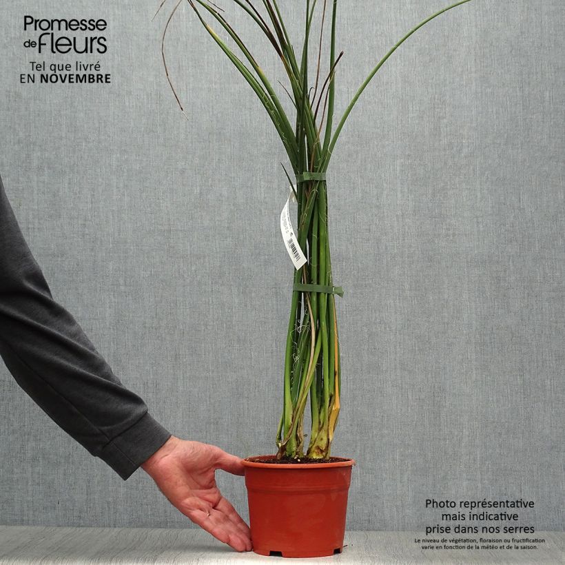 Esimerkki syksyllä toimitetusta Hesperaloe parviflora Rose des Sables 2 litran/3 litran ruukku-taimesta