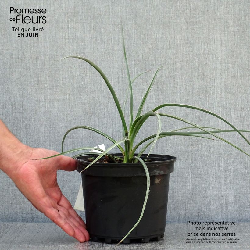 Esimerkki kesällä toimitetusta Hesperaloe parviflora Rose des Sables Pot de 2L/3L-taimesta