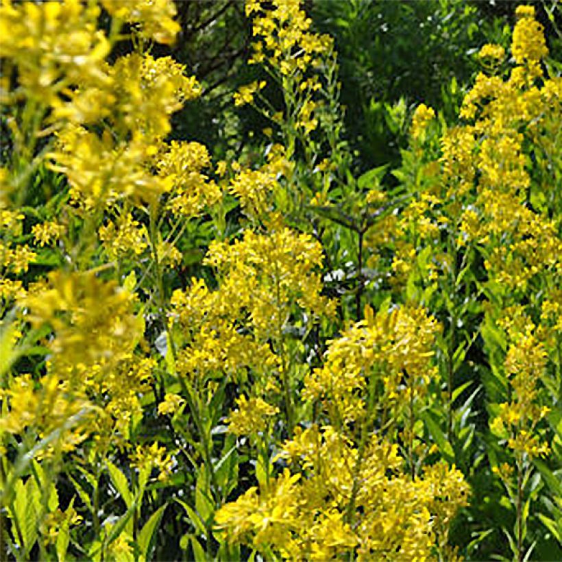 Hesperis lutea (Kukinta)