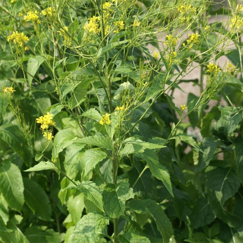Hesperis lutea (Kasvutapa)