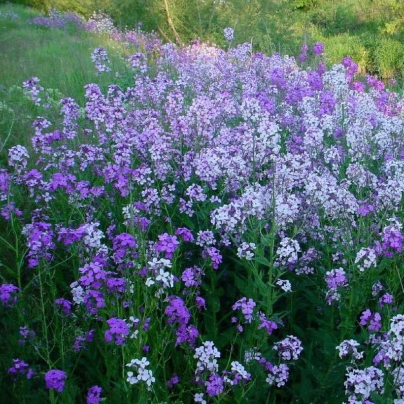 Illakko - Hesperis matronalis (Kasvutapa)