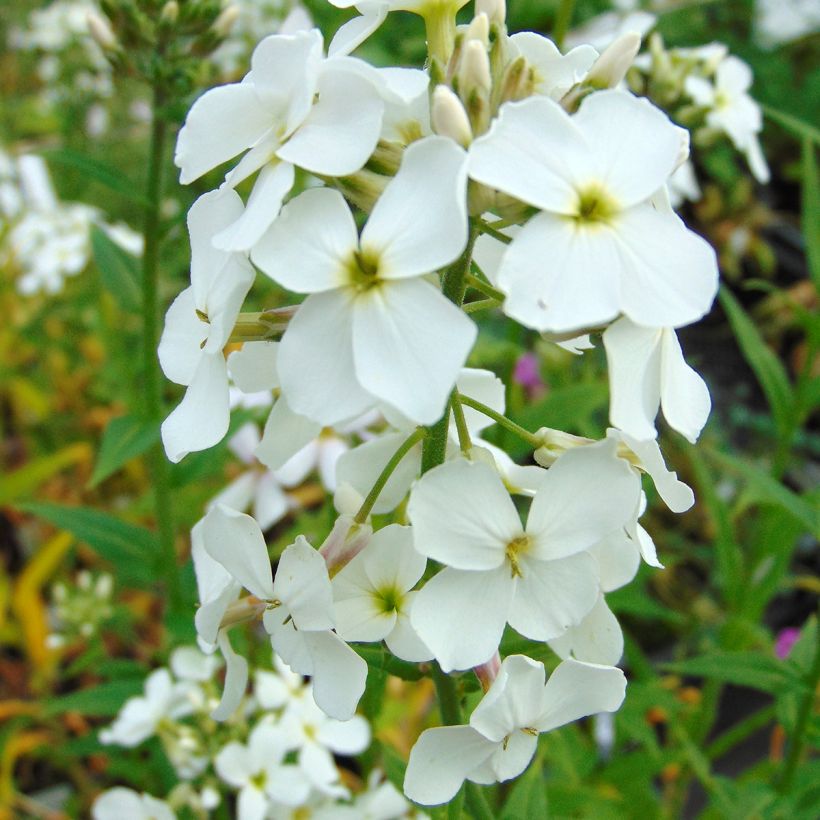 Illakko Alba (Kukinta)