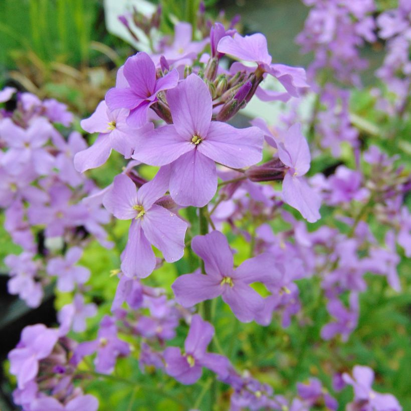 Illakko - Hesperis matronalis (Kukinta)