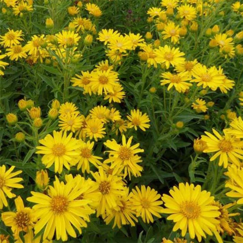 Heterotheca villosa Golden Sunshine (Kukinta)