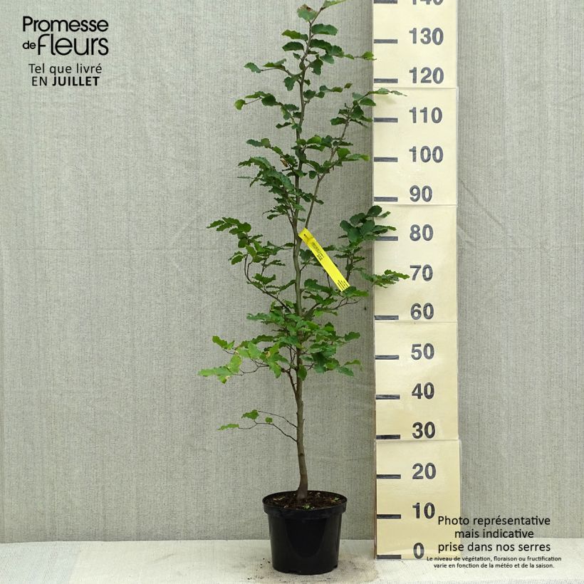 Esimerkki kesällä toimitetusta Euroopanpyökki - Fagus sylvatica Ruukku 2L / 3L-taimesta