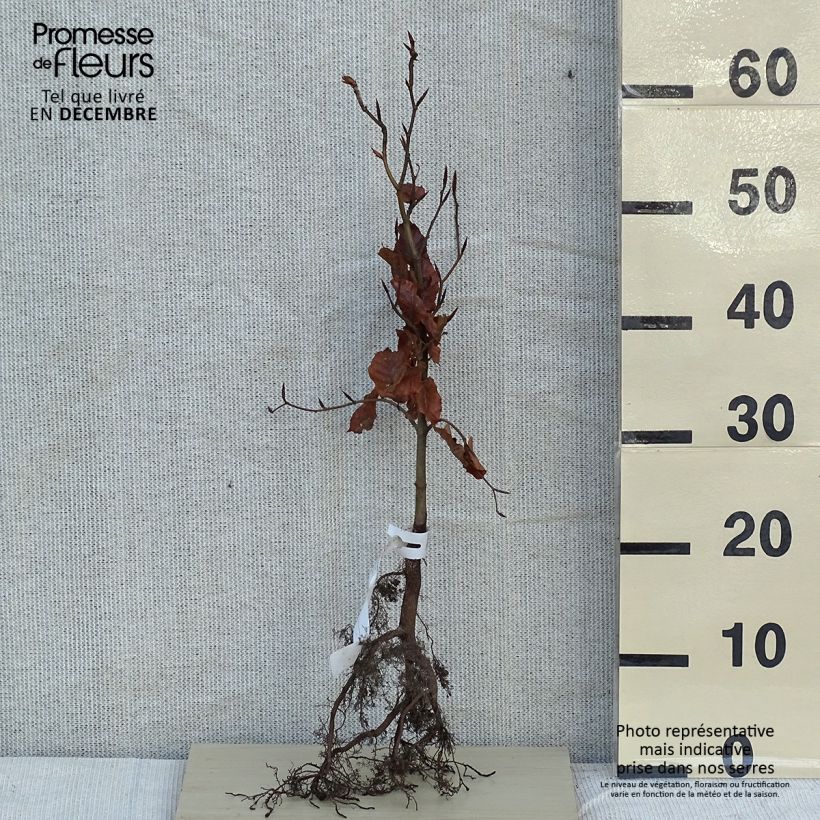 Esimerkki talvella toimitetusta Euroopanpyökki - Fagus sylvatica Paljasjuurinen-taimesta