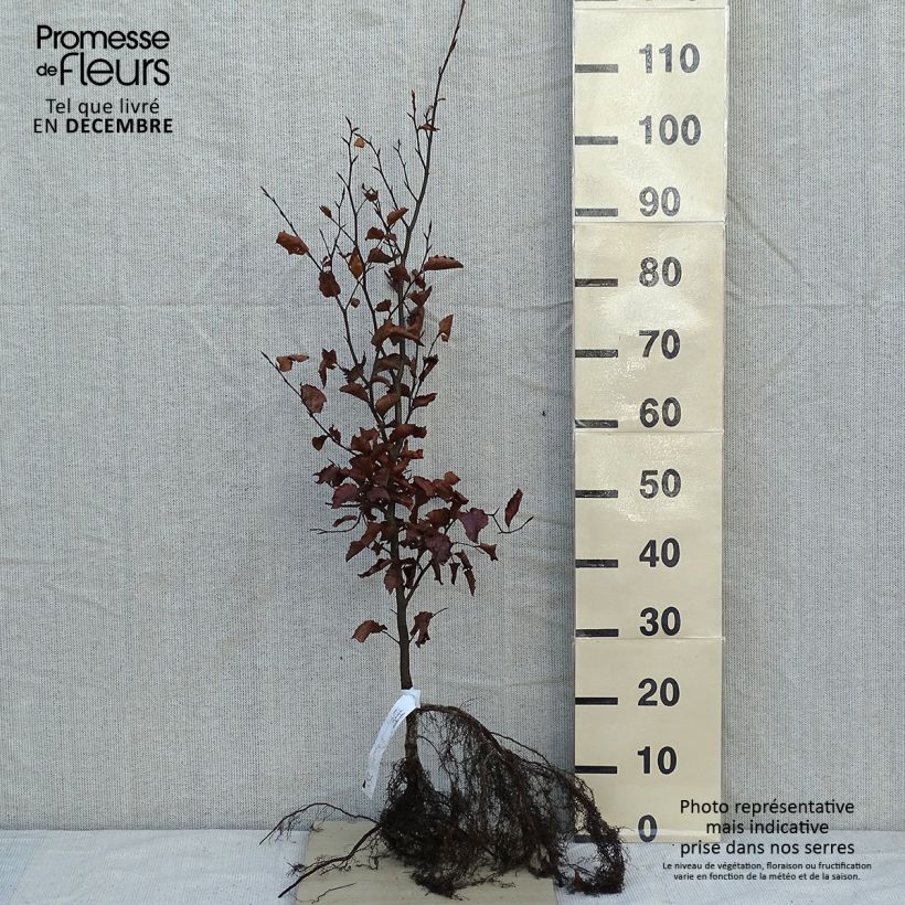 Esimerkki talvella toimitetusta Euroopanpyökki - Fagus sylvatica Paljasjuurinen-taimesta