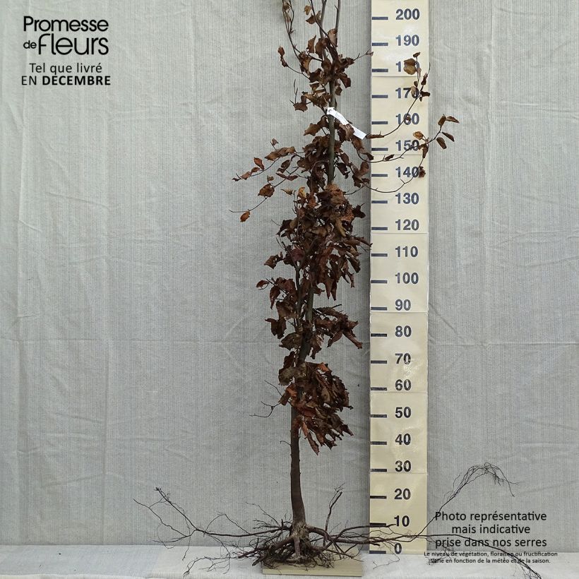 Esimerkki talvella toimitetusta Euroopanpyökki - Fagus sylvatica Paljasjuurinen-taimesta