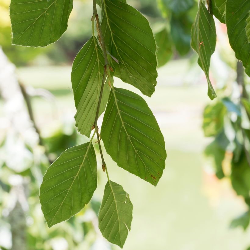 Euroopanpyökki Pendula (Lehvistö)