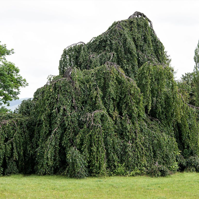 Euroopanpyökki Pendula (Kasvutapa)