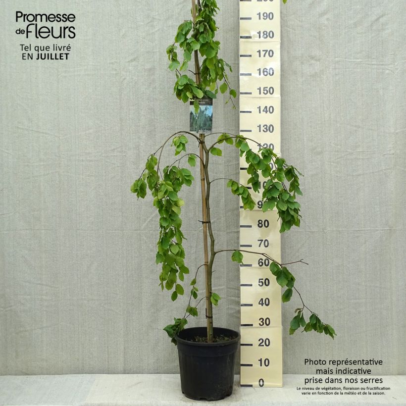 Esimerkki kesällä toimitetusta Euroopanpyökki Pendula Pot de 18L/20L-taimesta
