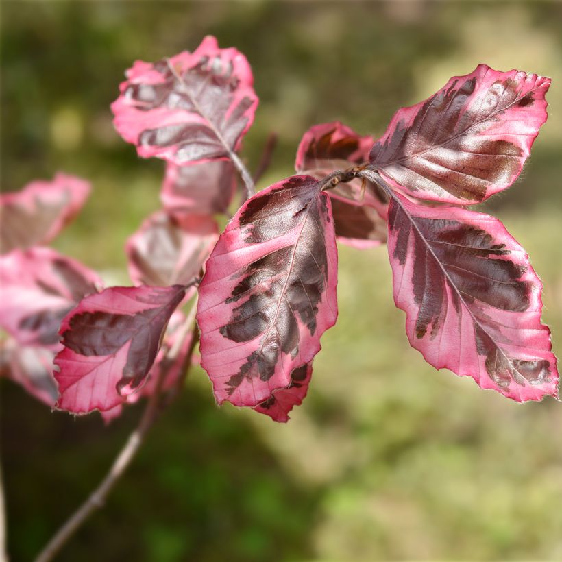 Euroopanpyökki Purpurea Tricolor (Lehvistö)