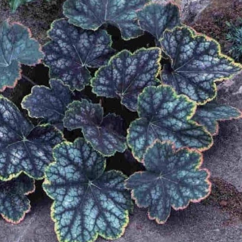 Tarhakeijunkukka Beauty Colour (Lehvistö)