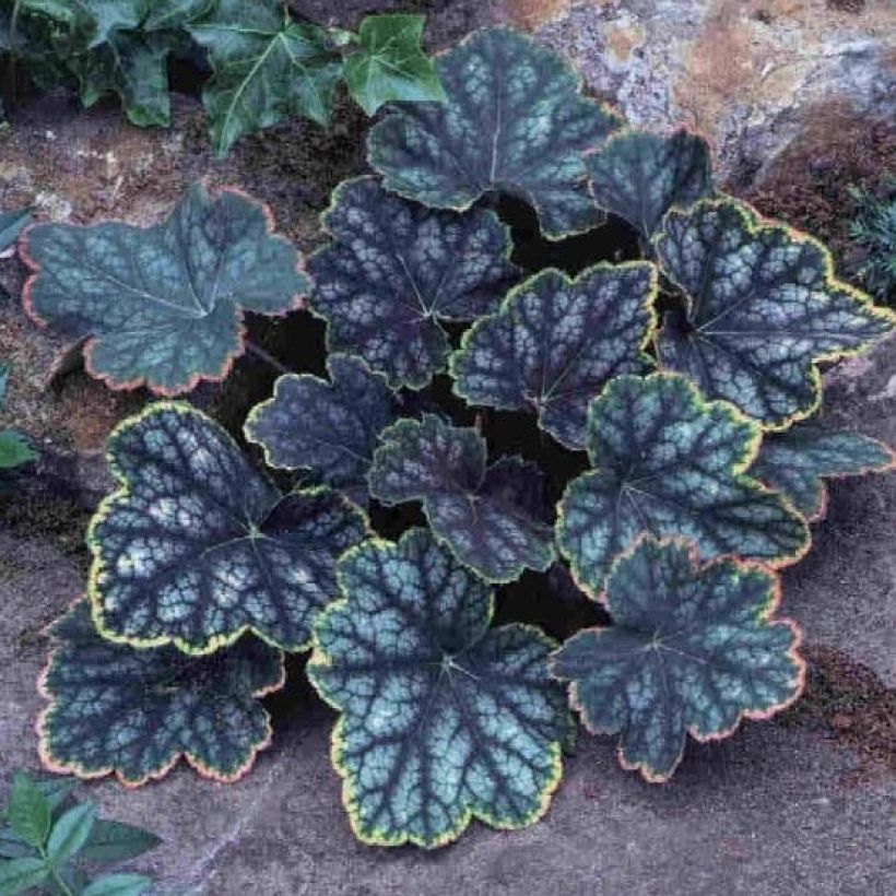 Tarhakeijunkukka Beauty Colour (Kasvutapa)