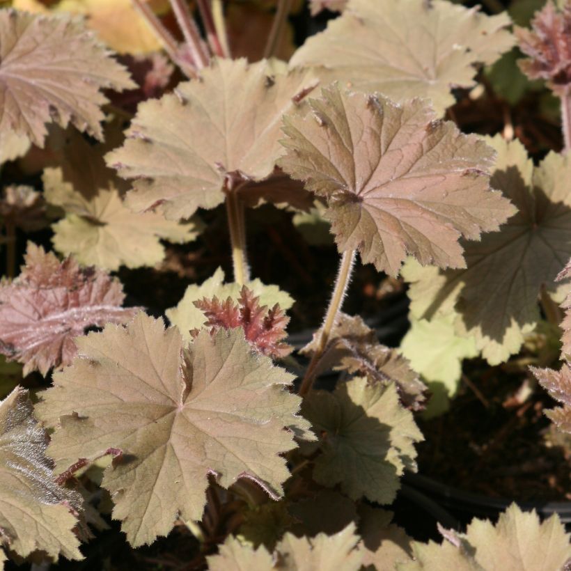 Purppurakeijunkukka Bronze Beauty (Lehvistö)
